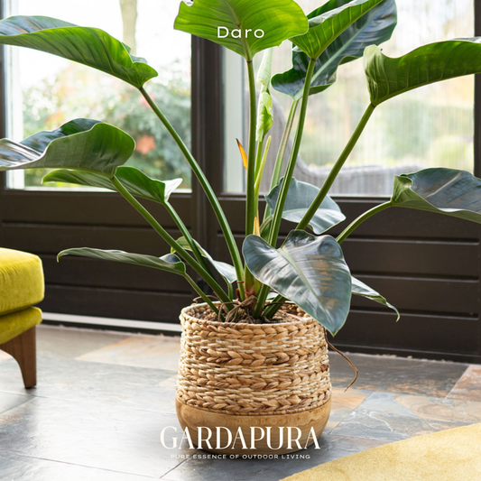 Daro – handgeflochtener Pflanztopf mit Mangoholz