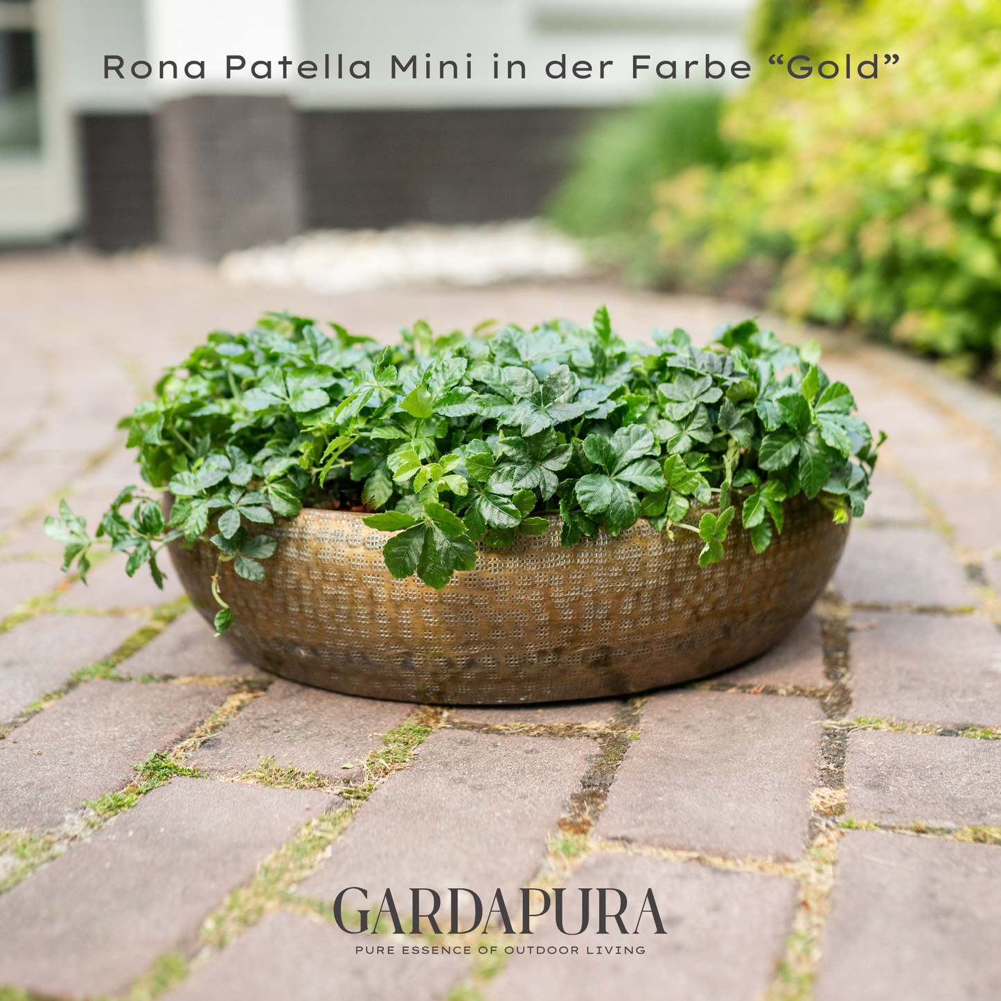 Rona Patella Mini – Pflanzschale aus Metall