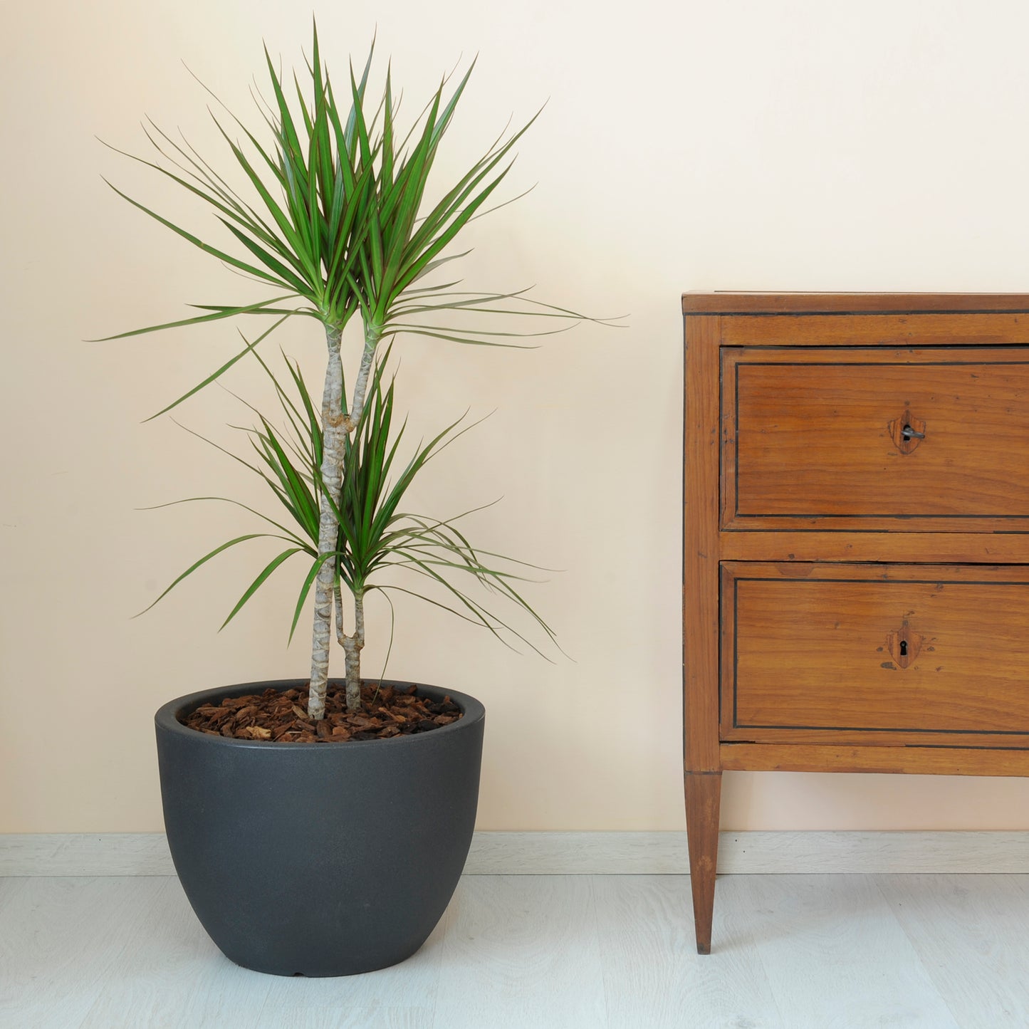 Orion & Orion Alto – B-Ware