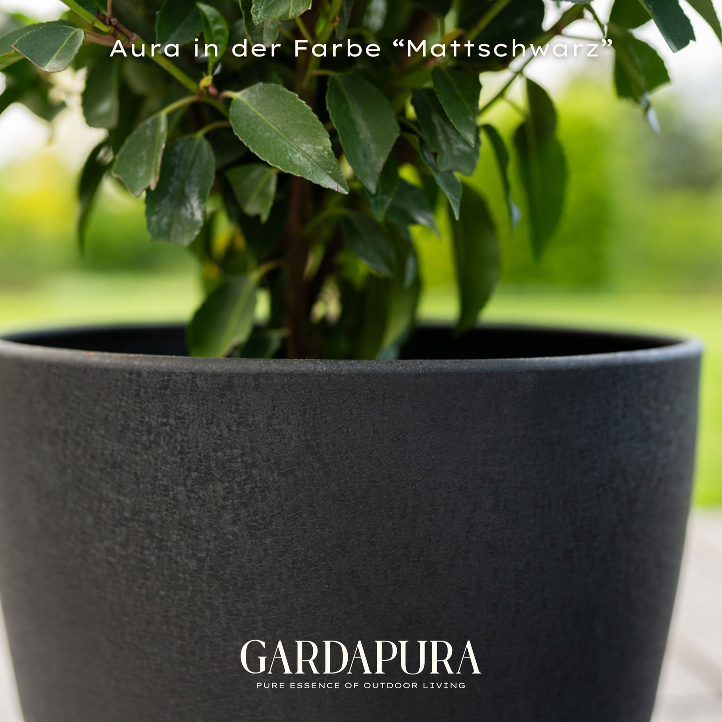 Aura 6er Set